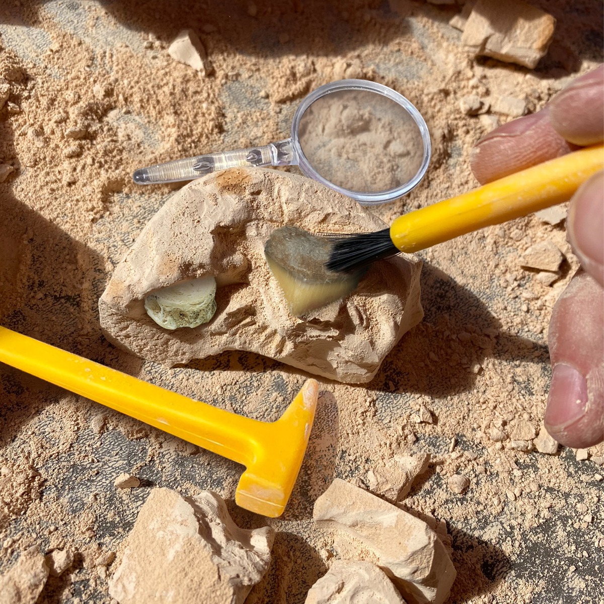 Fossil Excavation Kit
