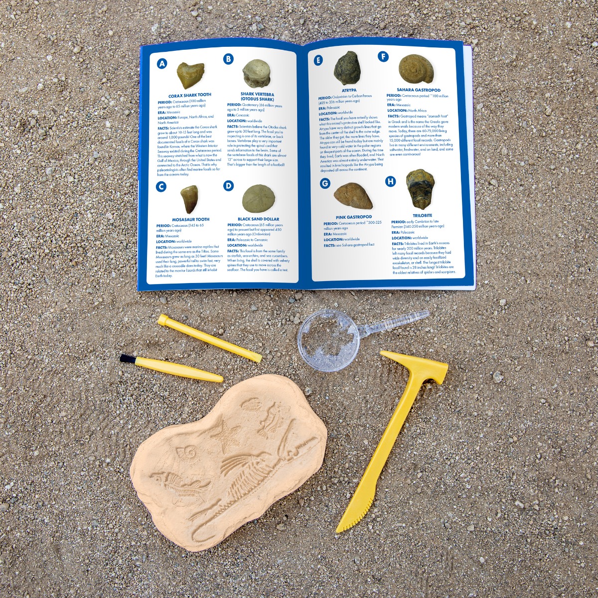 Fossil Excavation Kit