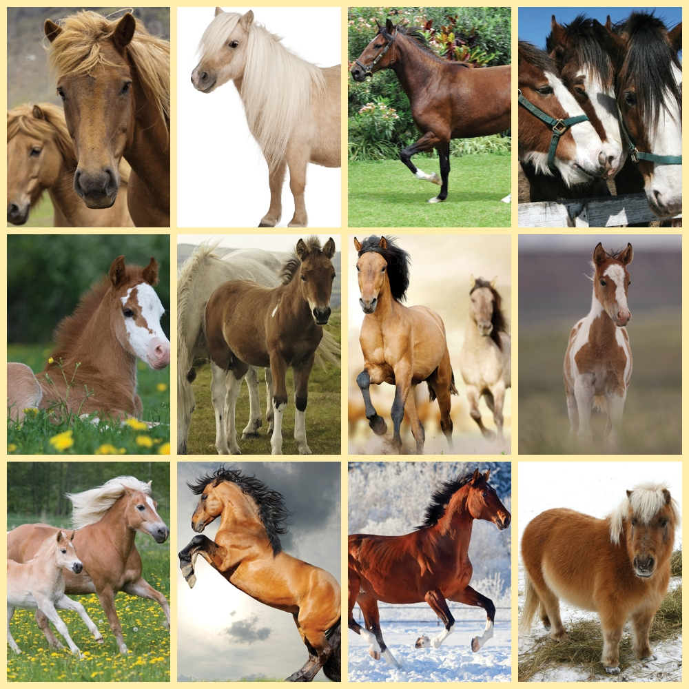 Torch Projector with Slides - Horses