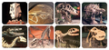 Torch Projector with Slides - Meet a Dinosaur thumbnail