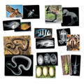 X-Rays - Animals, 14 pcs thumbnail