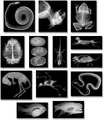 X-Rays - Animals, 14 pcs thumbnail