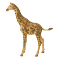 Savanna Animals, 13 pcs thumbnail