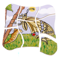 Layered Puzzle - Butterfly Life Cycle thumbnail