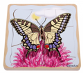 Layered Puzzle - Butterfly Life Cycle thumbnail
