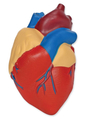 Soft Foam Cross-Section Human Heart Model thumbnail