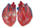 Soft Foam Cross-Section Human Heart Model thumbnail