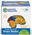 Soft Foam Cross-Section Human Brain Model thumbnail
