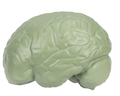 Soft Foam Cross-Section Human Brain Model thumbnail