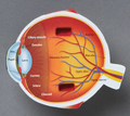 Soft Foam Cross-Section Human Eye Model thumbnail