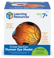 Soft Foam Cross-Section Human Eye Model thumbnail