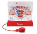Human Anatomy Model - Pumping Heart thumbnail