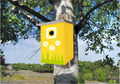 Build and Paint Your Own Bird House thumbnail