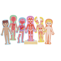 Magnetic Puzzle - Human Body thumbnail