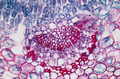 Microscope Slides - Various, 25 pcs thumbnail