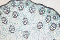 Microscope Slides - Various, 25 pcs thumbnail