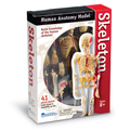 Human Anatomy Model - Skeleton thumbnail