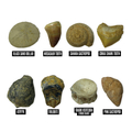 Fossil Excavation Kit thumbnail