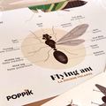 Learn & Discover Sticker Poster - Insects thumbnail