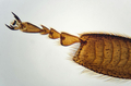 Outdoor Adventure Microscope 20x-40x thumbnail