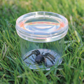 Bug Viewer with Magnifying Lid thumbnail