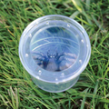 Bug Viewer with Magnifying Lid thumbnail