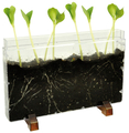 See-Through Worm Farm/Planter thumbnail