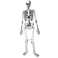 Skeleton Foam Floor Puzzle thumbnail