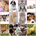 Torch Projector with Slides - Cute Cuddly Animals thumbnail