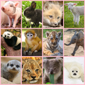 Torch Projector with Slides - Cute Cuddly Animals thumbnail