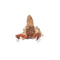 Scorpion, L: 10.5 cm thumbnail