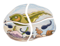 Layered Puzzle - Frog Life Cycle thumbnail