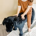 Lifelike Stuffed Animal - Black Lab thumbnail