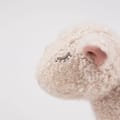 Mary the Lamb - Large thumbnail