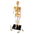 Human Anatomy Model - Skeleton thumbnail