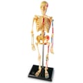 Human Anatomy Model - Skeleton thumbnail
