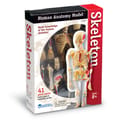 Human Anatomy Model - Skeleton thumbnail