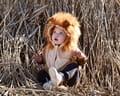 Lion Costume, size 1-4 years thumbnail