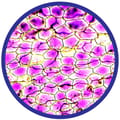 Microscope 100-450x incl. Prepared Slides thumbnail