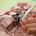 Creepy Crawly Digging Kit thumbnail