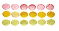 Translucent Tactile Shells, 108 pcs thumbnail