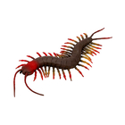 Centipede, 23 cm