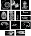X-Rays - Animals, 14 pcs