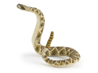 Rattlesnake, L: 16.2 cm