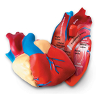 Soft Foam Cross-Section Human Heart Model