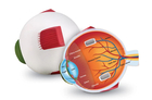 Soft Foam Cross-Section Human Eye Model
