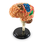Human Anatomy Model - Brain