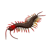 Centipede, 23 cm