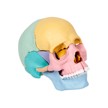 Build Your Own Skull Kit, 17 pcs