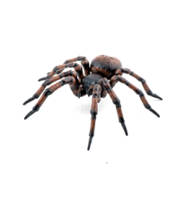 House Spider, L: 6.3 cm